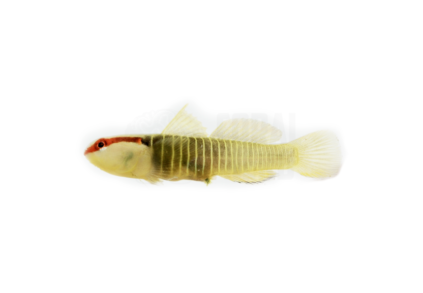green banded goby coralnerd