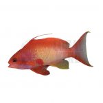male lyretail anthias coral nerd