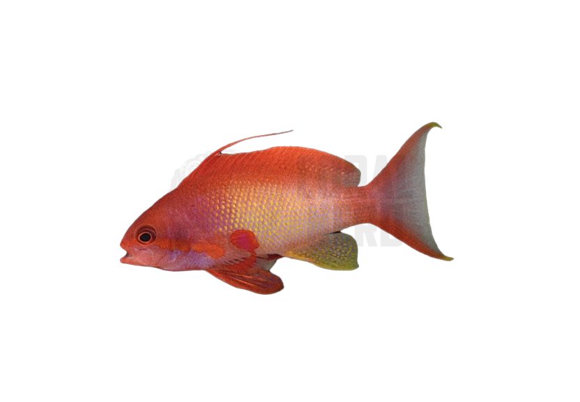 male lyretail anthias coral nerd