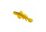 yellow-watchman-goby-coralnerd