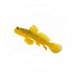 yellow watchman goby coralnerd