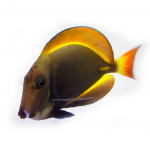achilles gold rim hybrid tang