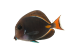 achilles-tang-coralnerd