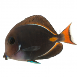 achilles tang coral nerd