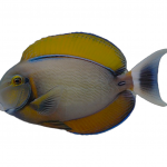 bariene surgeonfish coralnerd