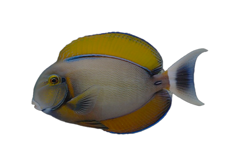bariene surgeonfish coralnerd