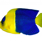 bicolor angelfish coralnerd