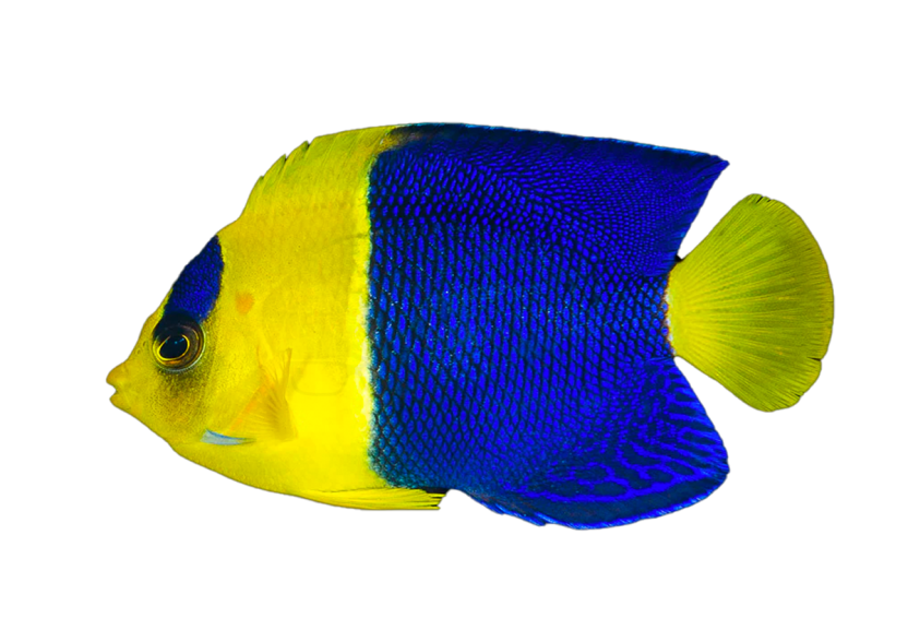 bicolor angelfish coralnerd