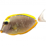 blonde naso tang coral nerd