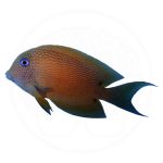 blue eye tang coralnerd