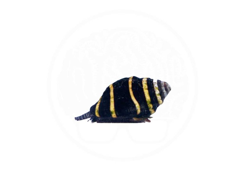 Home 16 bumblebee snail coralnerd