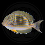 clown tang coralnerd