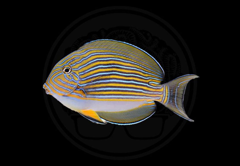 Home 26 clown tang coralnerd