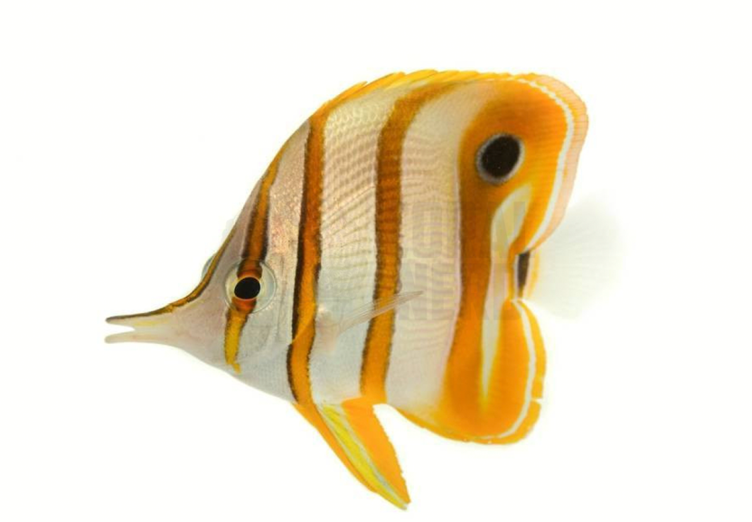 Copperband Butterflyfish
