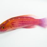 coralnerd earls fairy wrasse