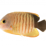 coralnerd eibli angel