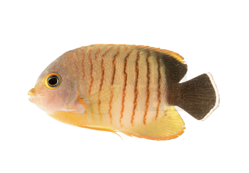 Eibli Angelfish