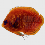 Golden Angelfish 1 coralnerd golden angel