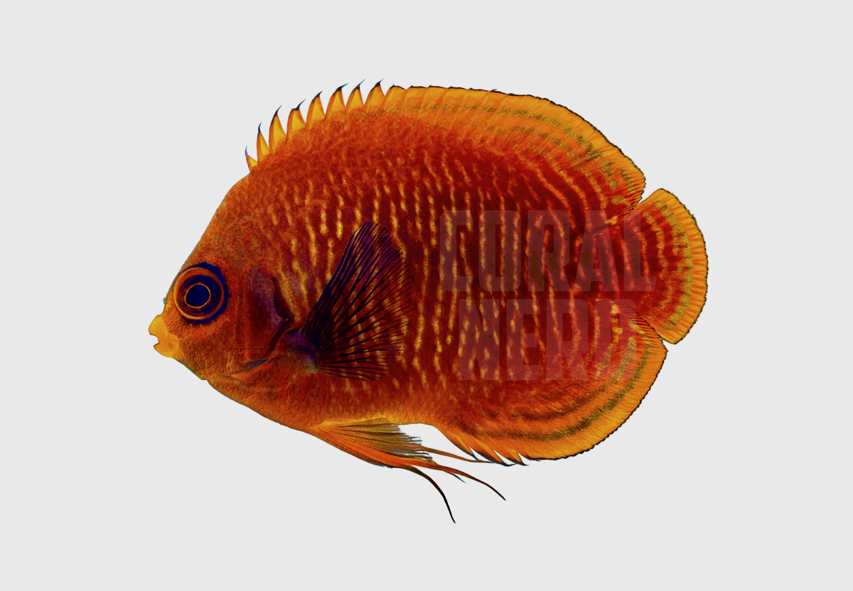 coralnerd-golden-angel coralnerd golden angel