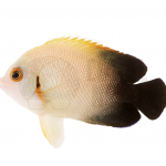 Half-Black Angelfish 2 coralnerd half black angel