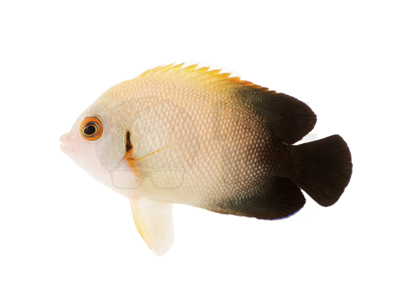 Half-Black Angelfish