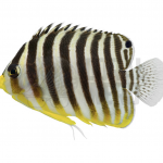 Multibarred Angelfish 2 coralnerd multibarred angelfish