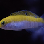 silver belly wrasse coralnerd
