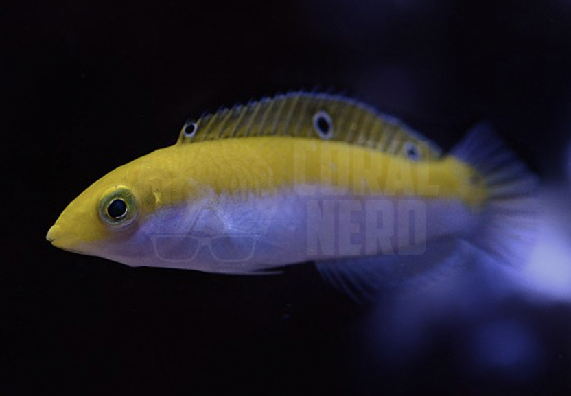 silver belly wrasse coralnerd