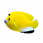 Flagfin Angelfish 2 flagfin angelfish coralnerd