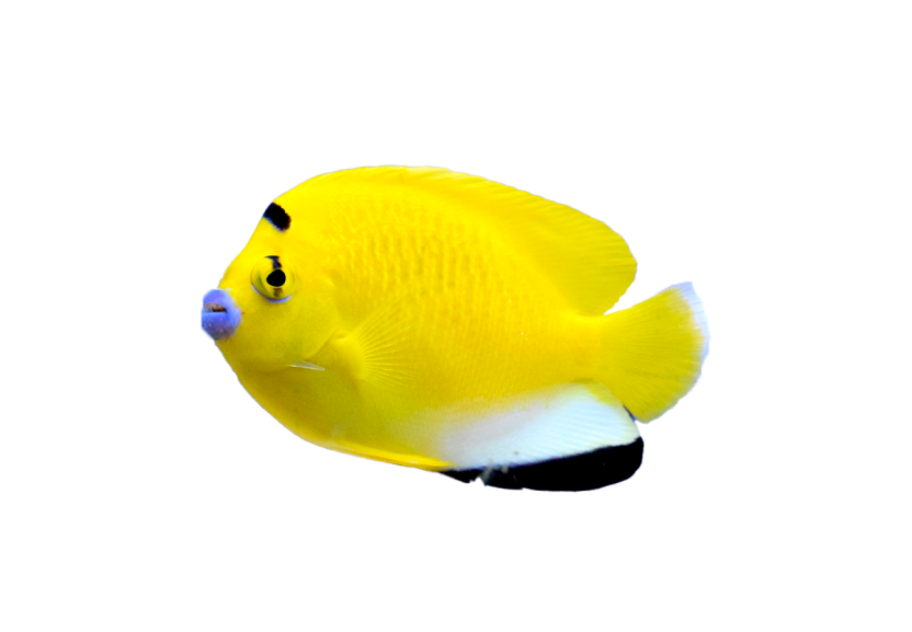 flagfin angelfish coralnerd