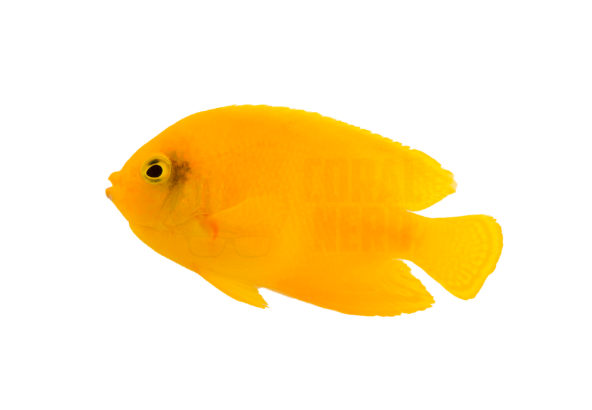 herald's yellow angelfish coralnerd