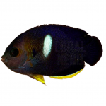 Keyhole Angelfish 1 keyhole angelfish coralnerd
