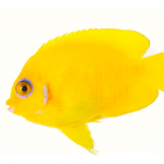 lemonpeel angelfish coralnerd