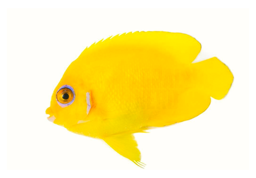 lemonpeel angelfish coralnerd