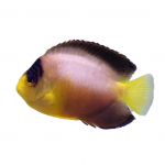 Multicolor Angelfish 2 multicolor angelfish coralnerd