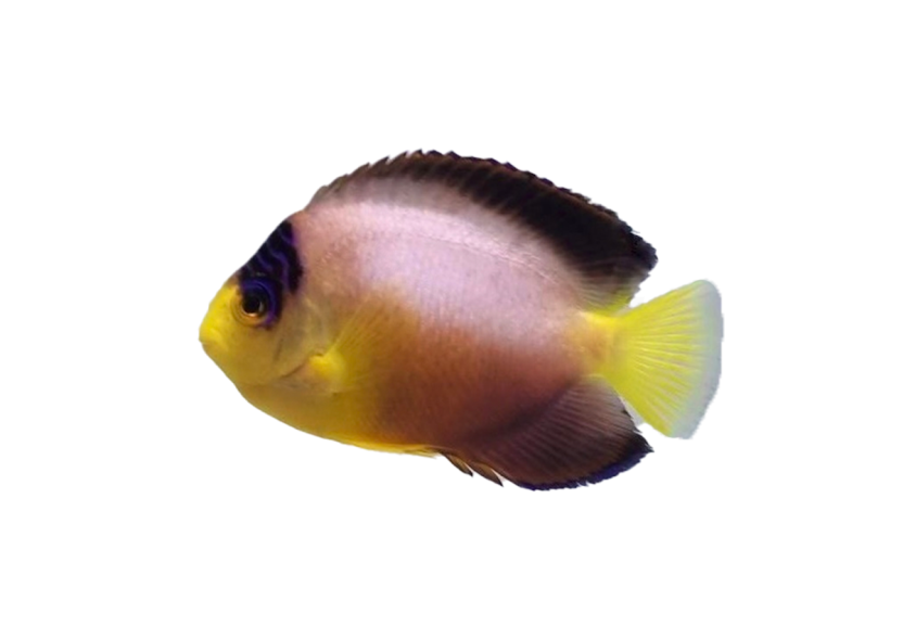 multicolor angelfish coralnerd