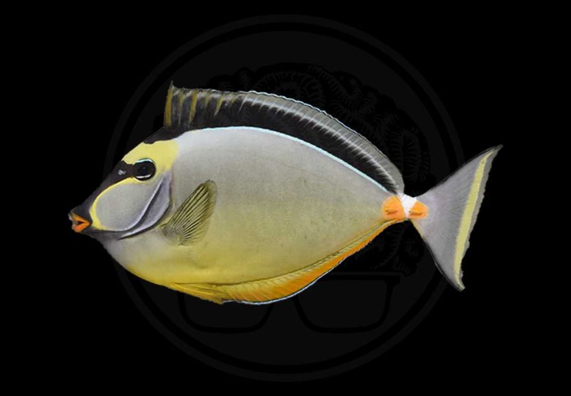 Home 27 naso tang coralnerd
