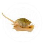 nassarius snail coralnerd