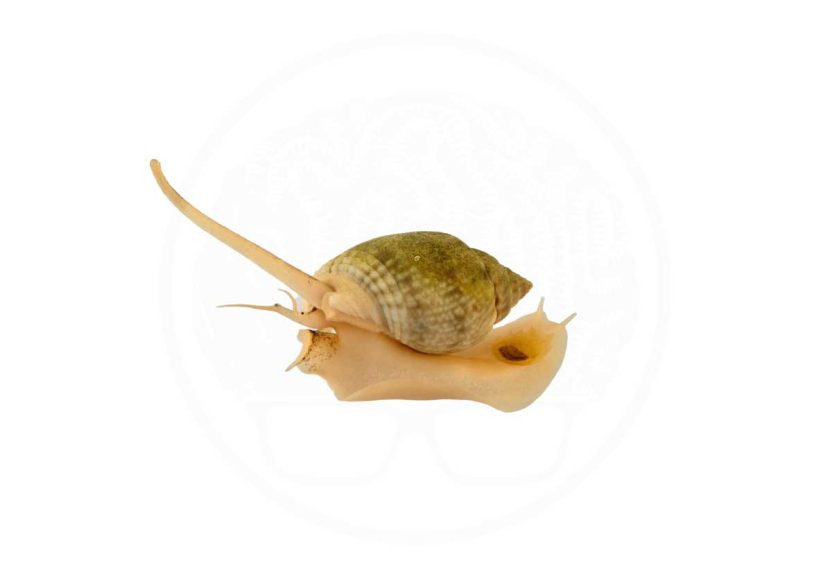 Home 15 nassarius snail coralnerd