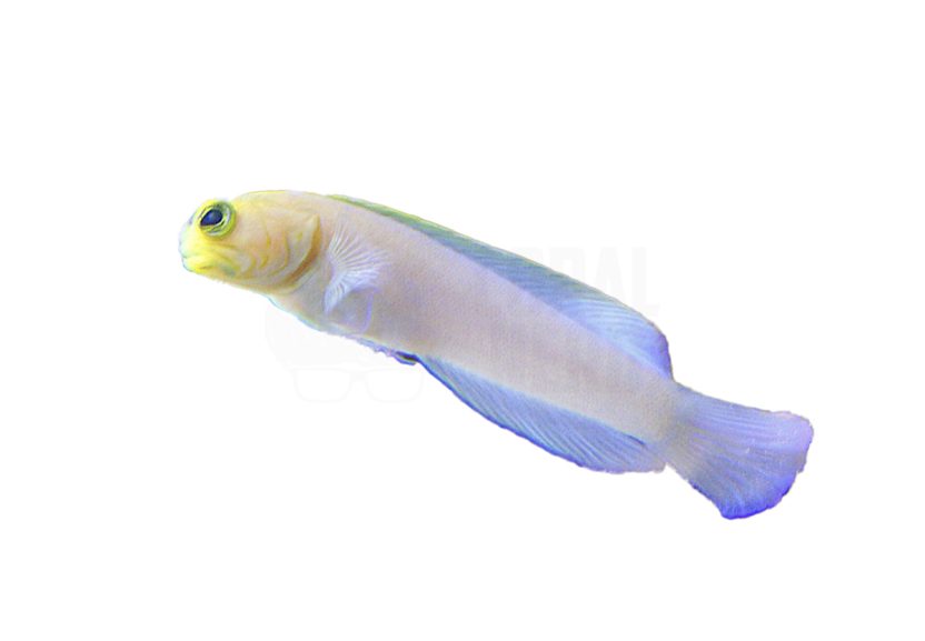 Pearly Yellowhead Jawfish coralnerd