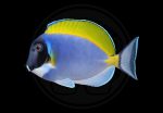 Powder Blue Tang 3 powder-blue-tang-coralnerd