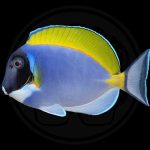 powder blue tang coralnerd