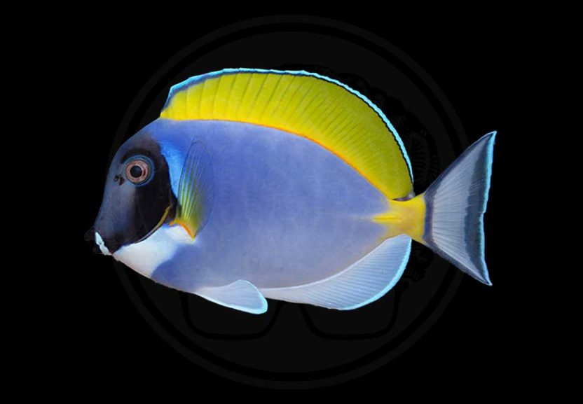 Home 28 powder blue tang coralnerd