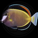 Powder Brown Surgeonfish 1 powder brown tang coralnerd