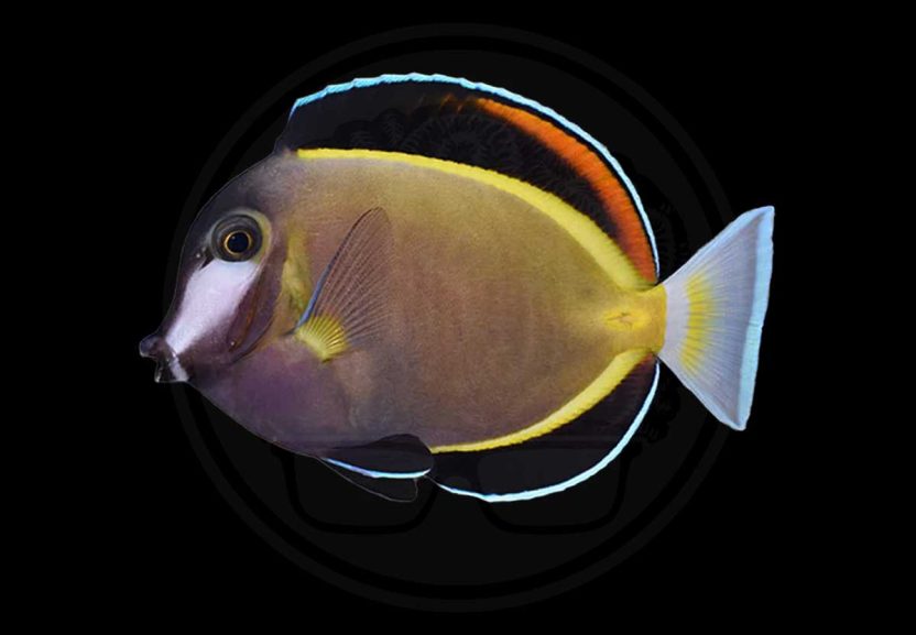 Home 29 powder brown tang coralnerd