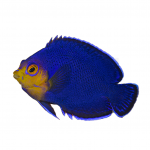 pygmy cherub angelfish coralnerd