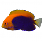 Pygmy Flame-back Angelfish (African) 2 pygmy flame back angelfish coralnerd