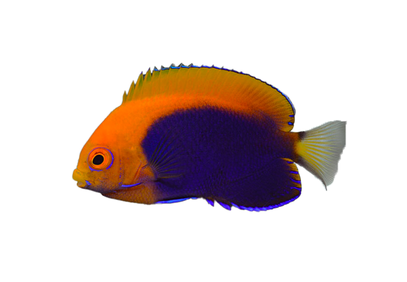 pygmy flame back angelfish coralnerd