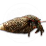 red leg hermit crab coralnerd