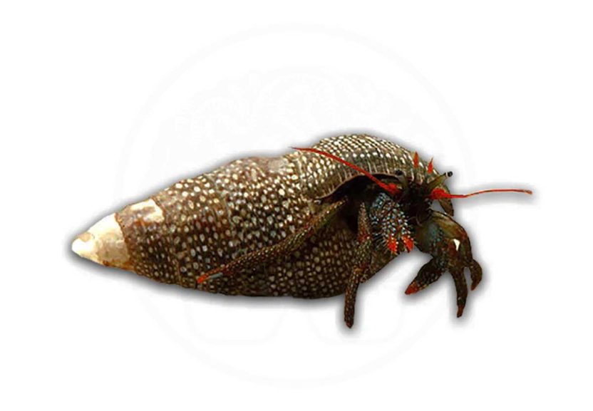 Home 13 red leg hermit crab coralnerd
